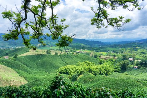 Coffee landscape on a hacienda near Manizales, Colombia
