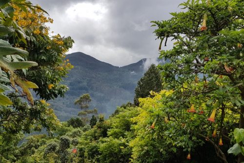 the-path-at-the-entrance-of-the-jungle-and-wild-li-2021-09-01-06-06-29-utc